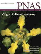 Image of Bunchosia for cover of PNAS